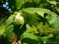 LESZCZYNA POSPOLITA sadzonki 10 szt