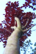 Śliwa Pissardii czerwona 20letnia obw pnia 18cm inna