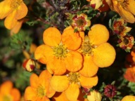 Pięciornik Tangerine (126b) - 3 l