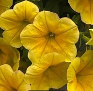 Petunia Hybrida LTD Sanguna Deep Yellow żółta