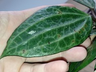 Hoya Hoja MACROPHYLLA EPC 115 cięta