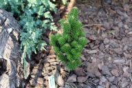 ŚLICZNA, MAŁA KOLUMNA Jodłą koreańska 'Wiki' Abies koreana