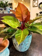 Philodendron Filodendron 'Prince of Orange' Kolekcjonerski SADZONKA 25 cm