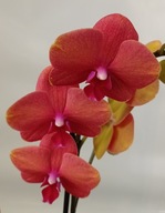 PHALENOPSIS storczyk 2 surf song