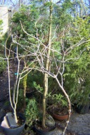 Hortensja biała cytrynowa szczepiona łukowa na taras buk wiąz platan inna