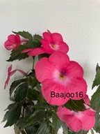 Achimenes Mi-Lupita - kłącze