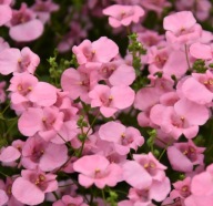 Diascia barberae Flying Colors Antique Rose