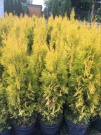 Tuja thuja Yellow Ribbon' w donicy do 160cm