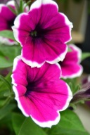 Petunia ZWISAJĄCA Cascadias Rim Cherry