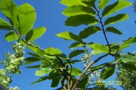 Kasztan mini jadalny karłowy krzewiasty inny