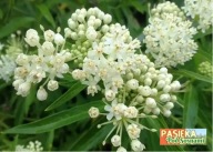 TROJEŚĆ KRWISTA biała roślina miododajna (10szt)