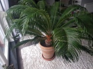 Sagowiec cykas 140 wys 160 szer palma revoluta