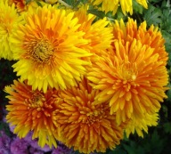 CHRYZANTEMA ZIMUJĄCA ## ESCORT ZÓŁTY ##### ODMIANA OGRODOWA