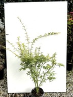 Klon palmowy BUTTERFLY sadzonka doniczka 3 l