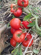 Pomidor DWARF Mongolian niski idealny do donic samo kończący czerwony