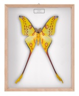 Motyl w gablotce Argema mitrei 1