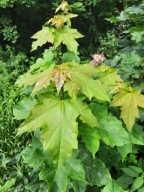 Klon zwyczajny pospolity miododajny mała sadzonka w doniczce klony