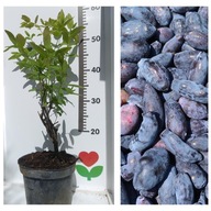 Jagoda kamczacka 4-letnia – DUŻE 4 SZTUKI Ładne 3x Wojtek 1x Zojka