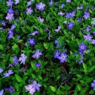 BARWINEK POSPOLITY sadzonki z gołym korzeniem 100szt zadarniający na sakrpy