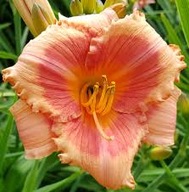 Liliowiec Strawberry Candy