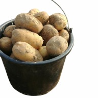 Ziemniaki JADALNE Queen Anne żółte BEZ oprysków i nawozów 15 kg Zdrowe