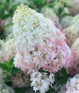 Hortensja bukietowa 'SWEET SUMMER' 30-50CM Hydrangea paniculata SADZONKA 2L