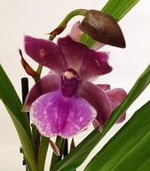 storczyk zygopetalum pachnie 27