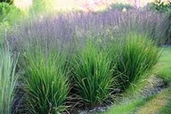 Trzęślica modra Molinia Banshee PBR - P9 n o w o ś ć