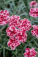 Goździk Ogrodowy Strawberry Eyes