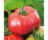 Malinowy Olbrzym Sadzonki Pomidorów