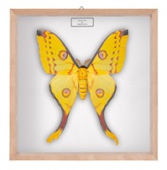 Motyl w gablotce Argema mitrei - samica 5