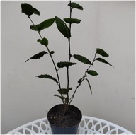 Grab pospolity sadzonka po 3 sztuki w doniczce P9 na żywopłoty aleje 20 cm