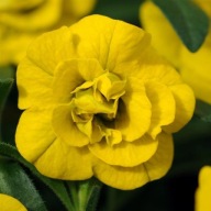 Calibrachoa M.Fam. Neo Double Yellow SŁONECZNE KWIATY DO SKRZYNEK