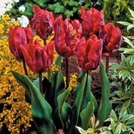 TULIPAN PAPUZI CZERWONY ROCOCO sadzonka w pojemniku na rabaty