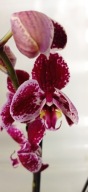 PHALENOPSIS storczyk 21.03