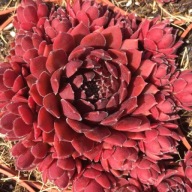 Sempervivum rojnik Coral Red