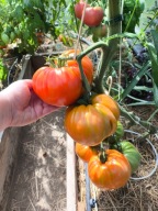 Pomidor Velikan Semeinyi Krasnyi nasiona kolekcjonerskie