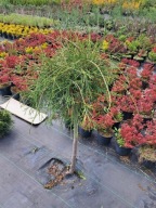 Tuja szczepiona FILIFORMIS NA PNIU 80 - 100 cm