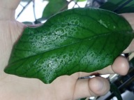 Hoya Hoja EMERALD GPS 10041 cięta