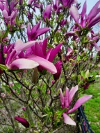 Magnolia fioletowa duże kwiaty fiolet duża sadzonka magnolie