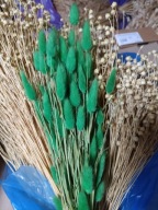 dmuszek jajowaty lagurus naturalny suszony bukiet ciemnozielony