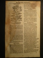 tytoń wąskolistny, oryg 1730