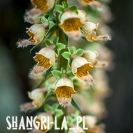 Naparstnica rdzawa [Digitalis ferruginea]