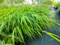 HAKONECHLOA SMUKŁA "GREEN HILLS" sadzonka