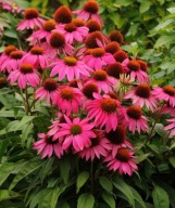 jeżówka Jeżówki SADZONKI 80 sztuk 15 cm po 1 zł miododajne wieloletnie