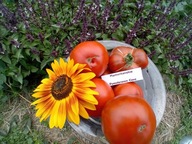 Pomidor Mavtitanskie czekoladowy piękny pyszny nasiona kolekcjonerskie