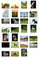 Pocztówki z końmi arabskimi araby konie