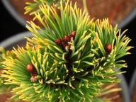 JEDYNA TAKA ODMIANA Sosna górska 'Color Island' Pinus mugo