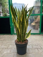 Sansevieria laurentii-oczyszcza powietrze,dobra na sen idla alergików