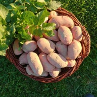 Ziemniaki jak sadzeniaki EKO NIEPRYSKANE Red SONIA-bardzo wczes.10kg PYSZNE